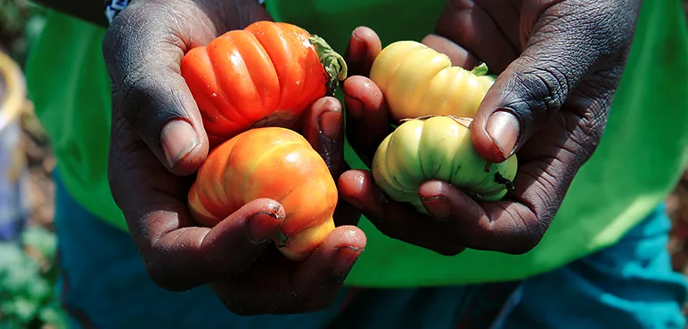 tomatoes