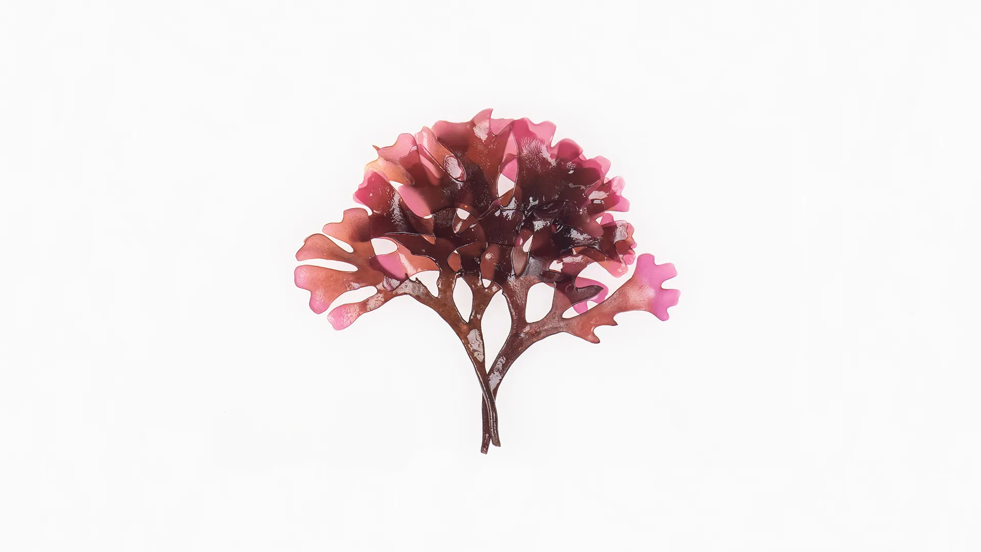 top-banner-seaweedfarmer_1.webp