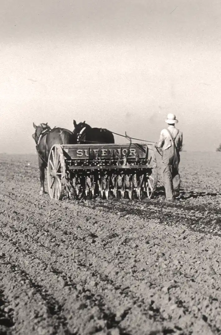 horse drawn plough