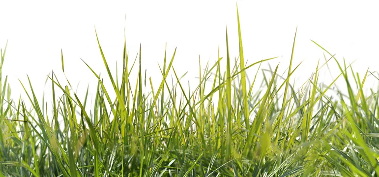 Insect Crop Combat Image 4
