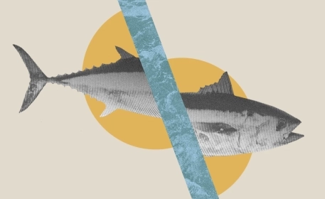 Unsustainable Fishing: The Situation in The Mediterranean