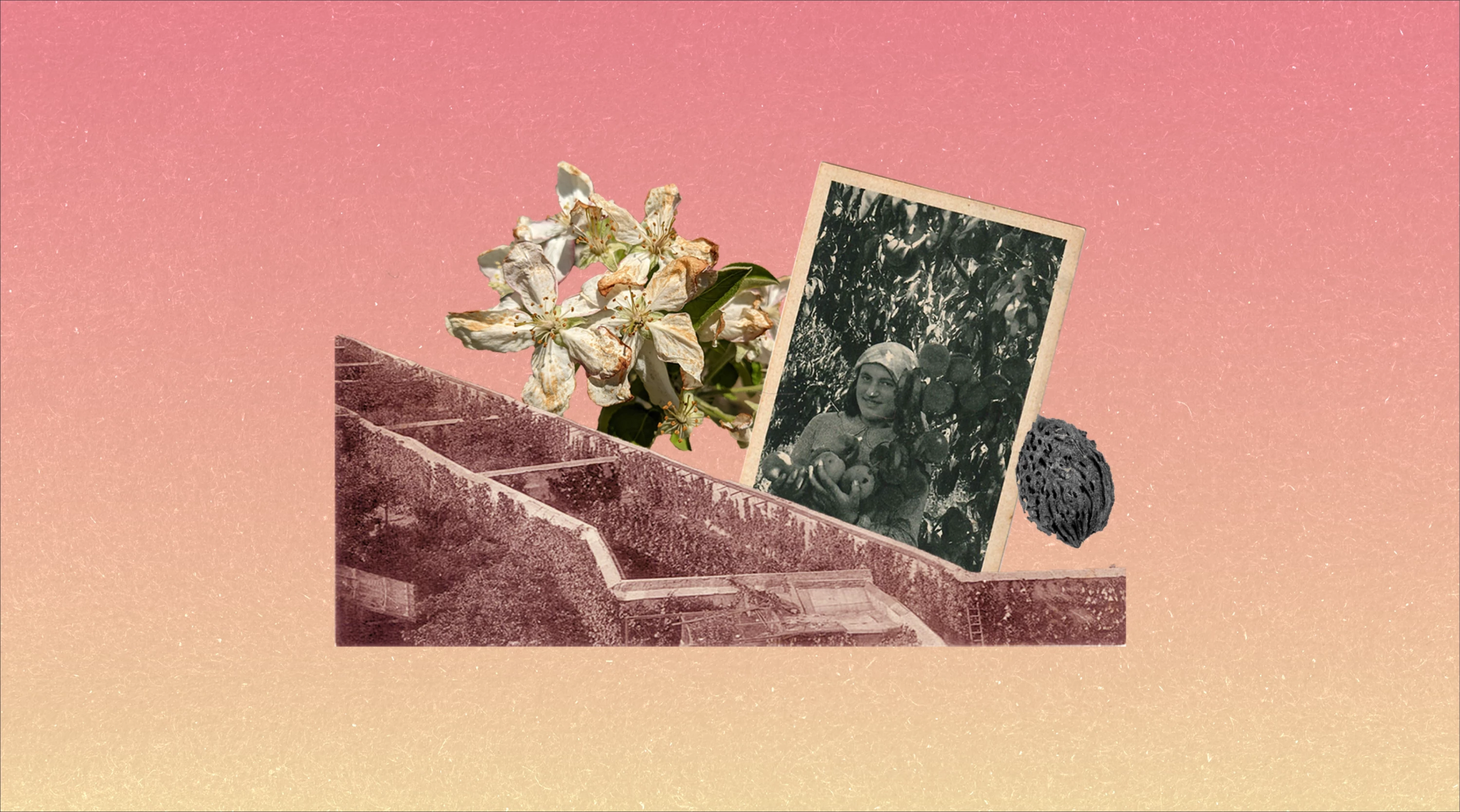 VE_Peach-orchard_.webp