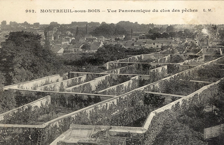 Peach trees were pruned to fit as close as possible to walls