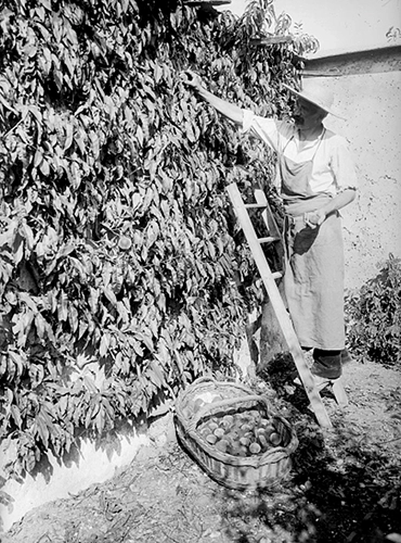 Peach harvest, Montreuil, 1912
