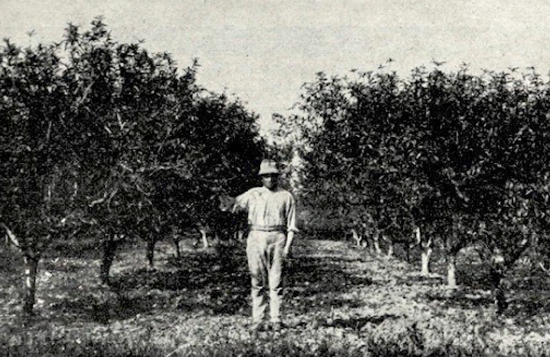 Young Intensive Orchard.