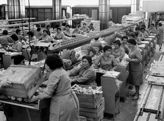 Workers sorting through the harvest in the state-of-the-art infrastructure for international export