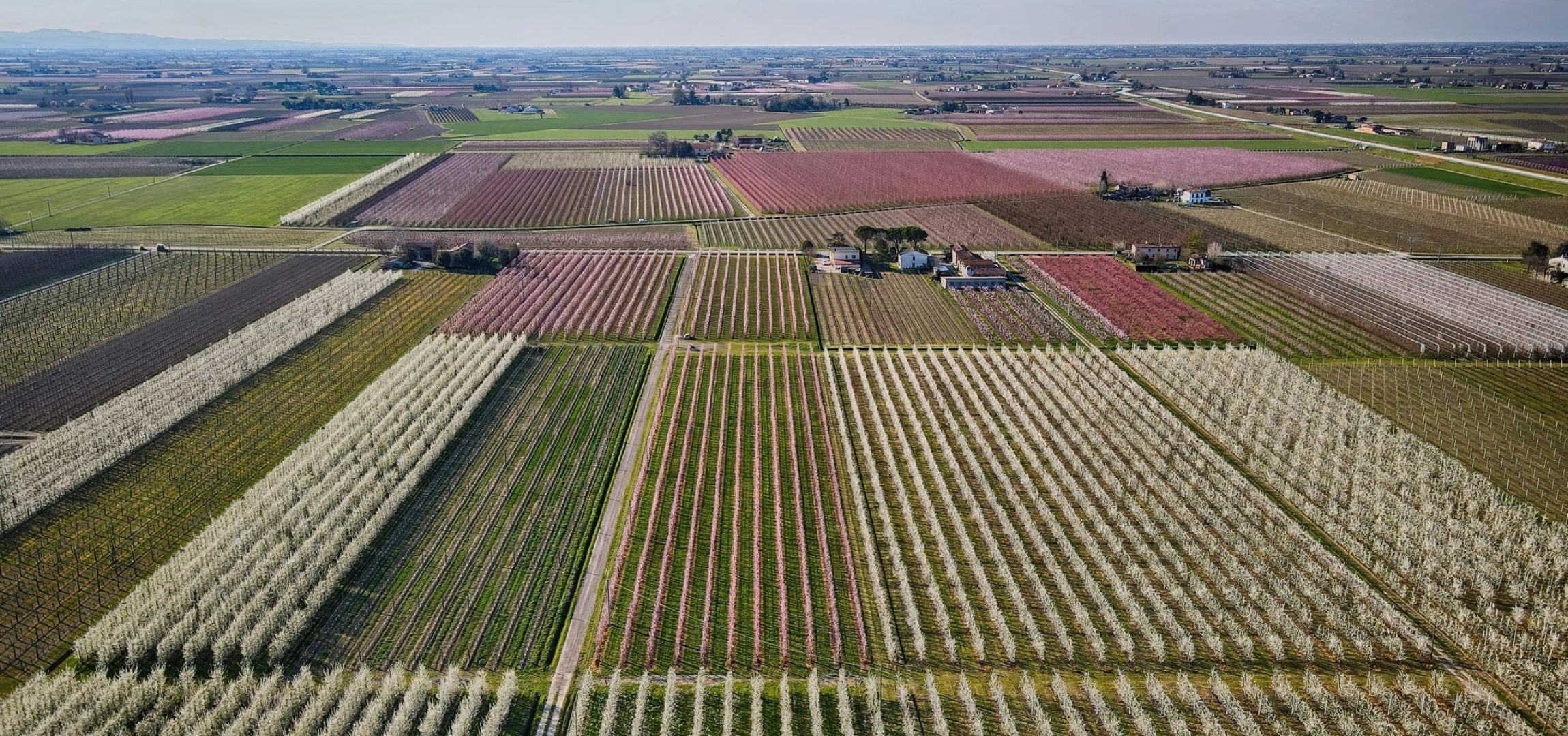 Peach orchards, Romagna