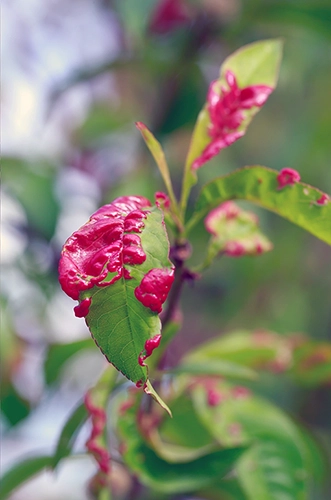 each tree leaves colonised by a fungus called Taphrina deformans, also known as the peach leaf curl.