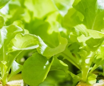 Vertical Farming | What’s the Deal Anyway?
