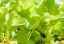 verticalfarming.webp