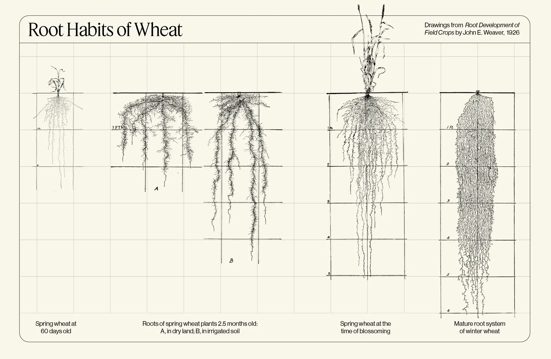 Root habits of wheat