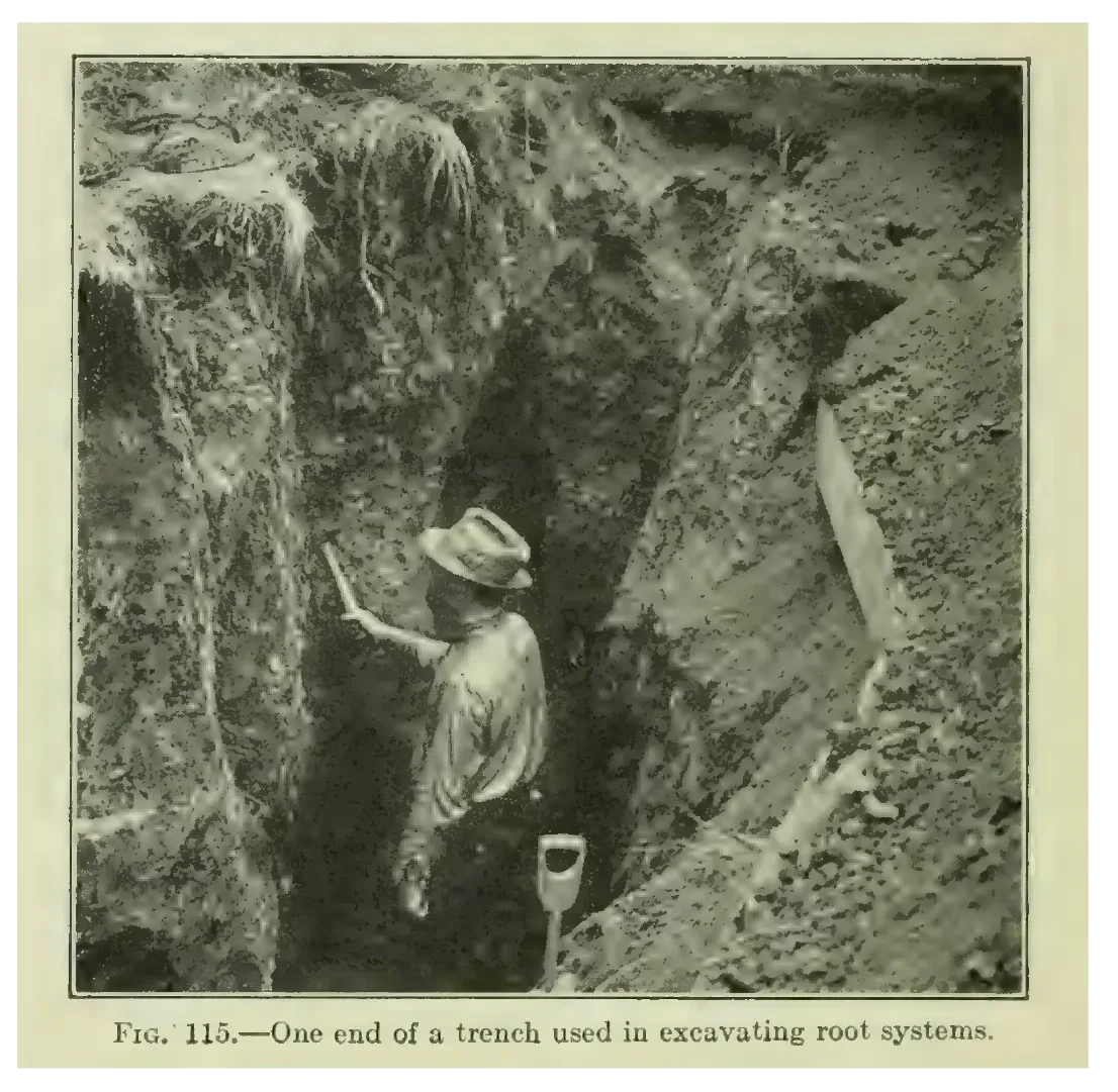 The Land Institute worked with photographer Jim Richardson to visualise the root systems of both annual wheat and perennial Kernza crops, excavating the ground to reveal what was below just as Weaver did nearly a century before.