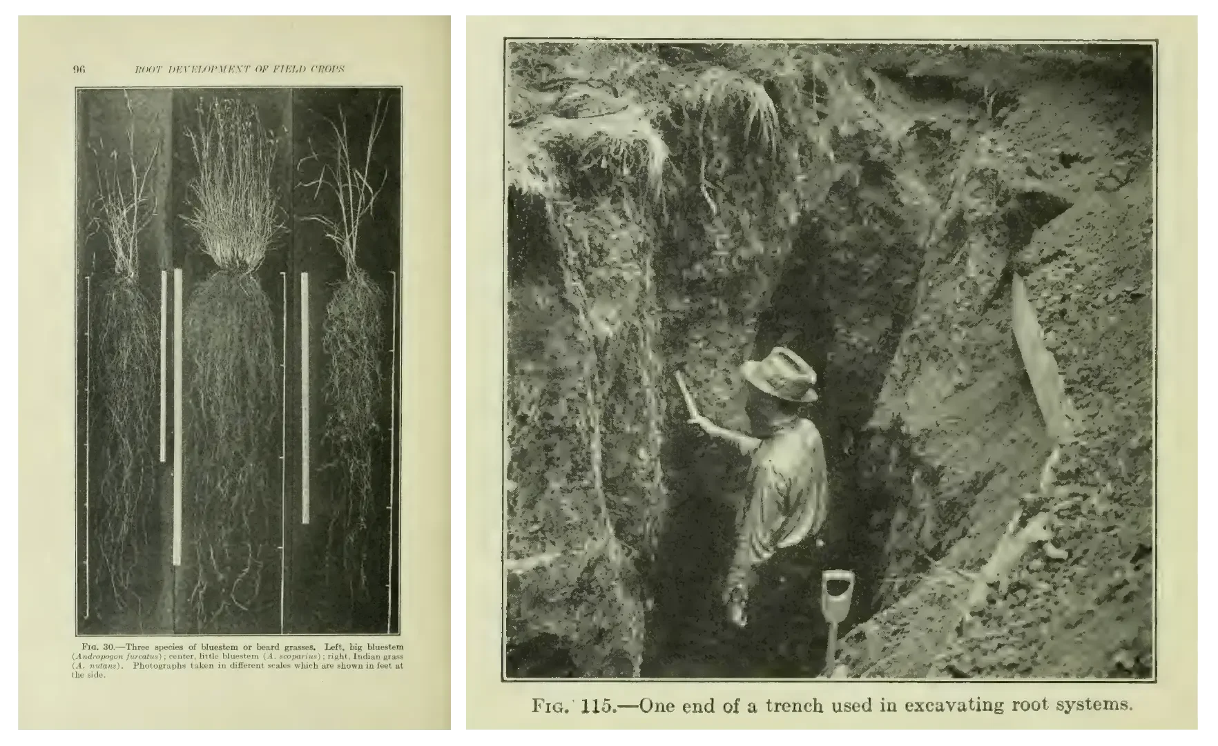 The Root Development of Field Crops, John E. Weaver, 1926