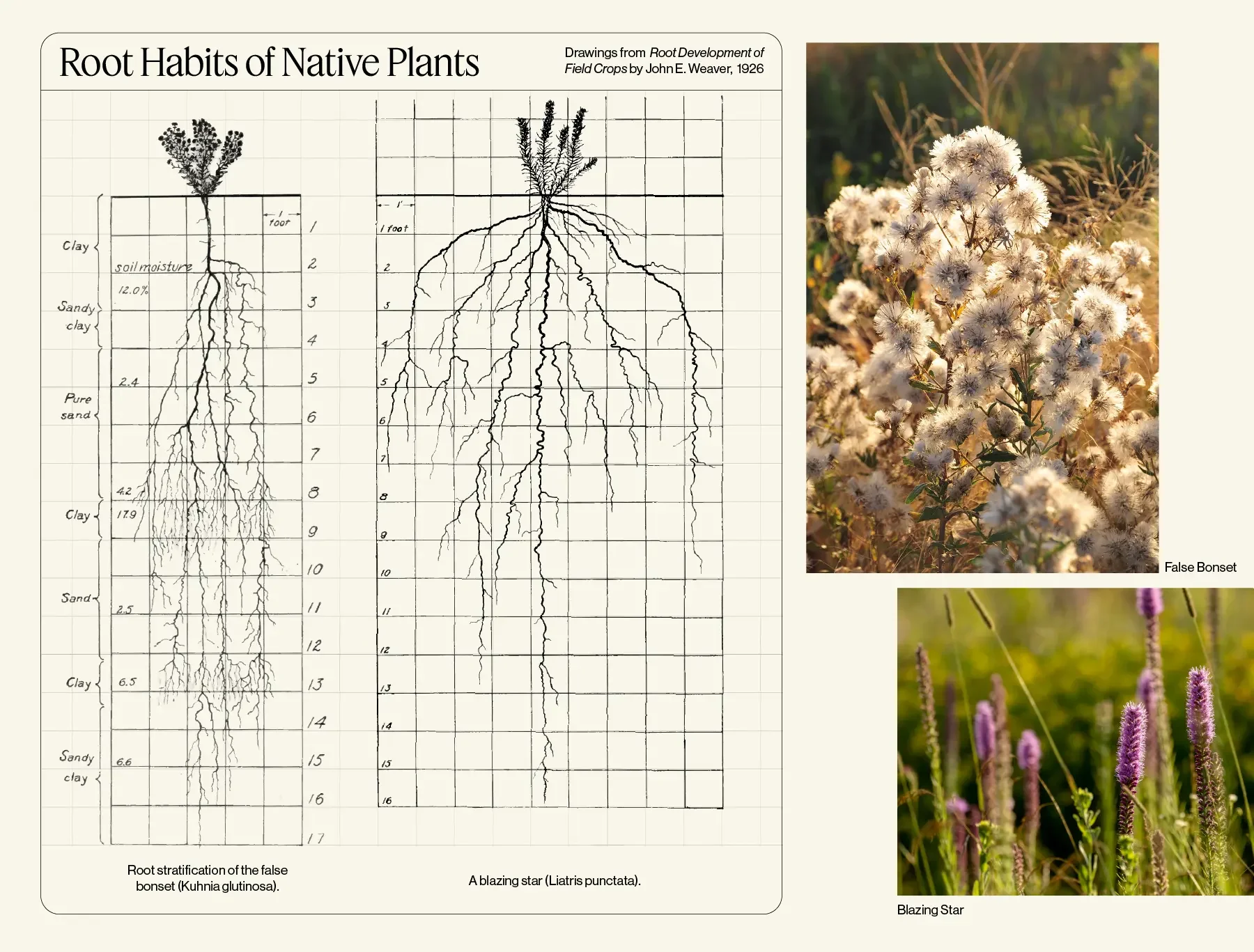 Root habits of natice plants