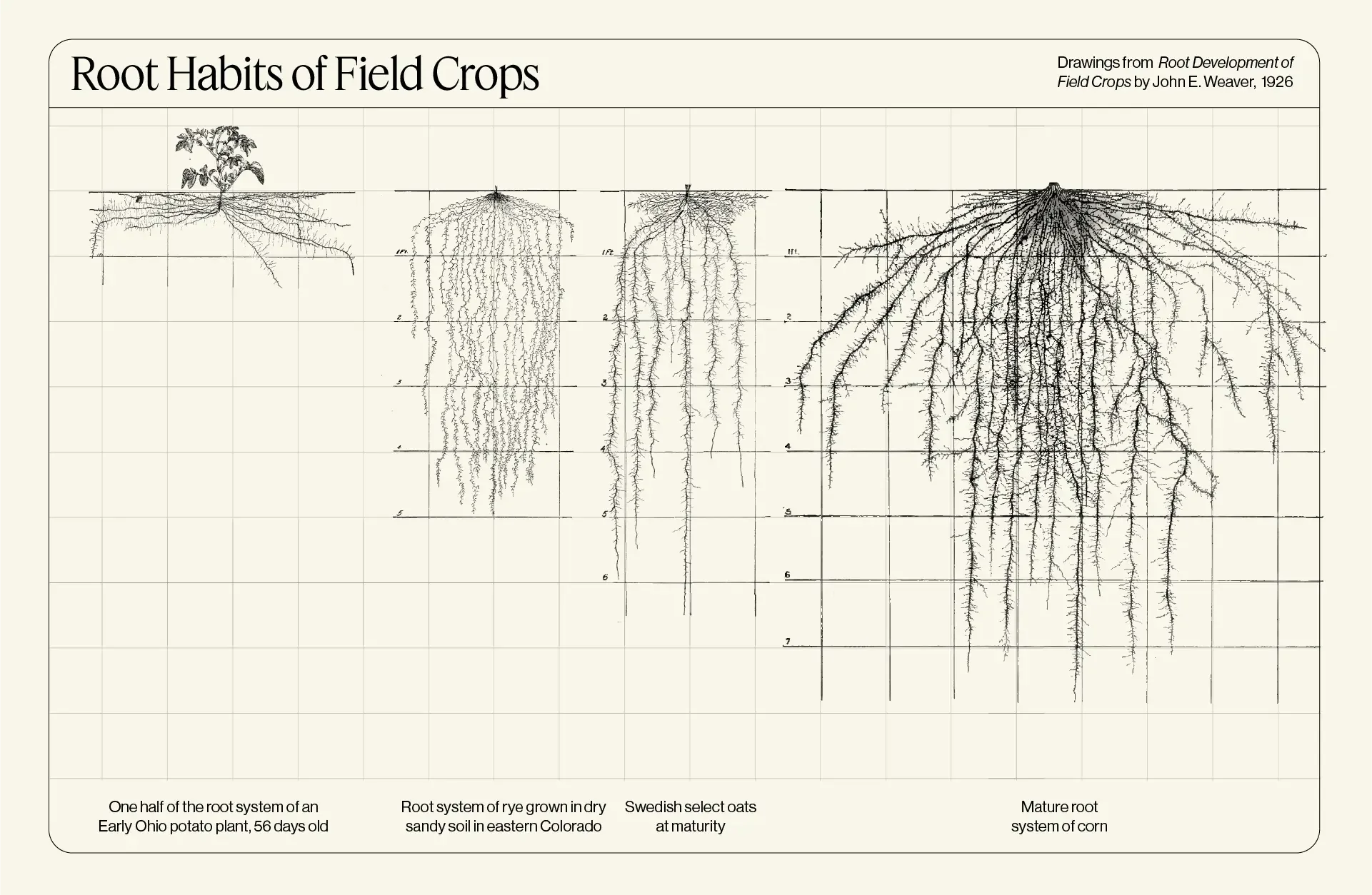Root habits of field crops