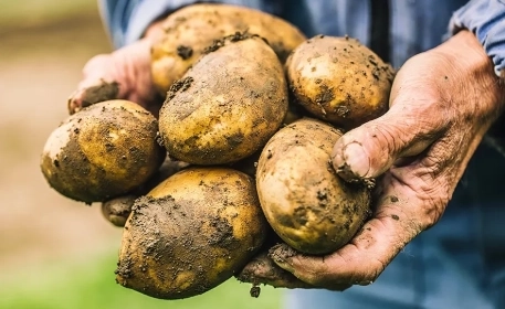 What Does ‘Organic’ Really Mean?