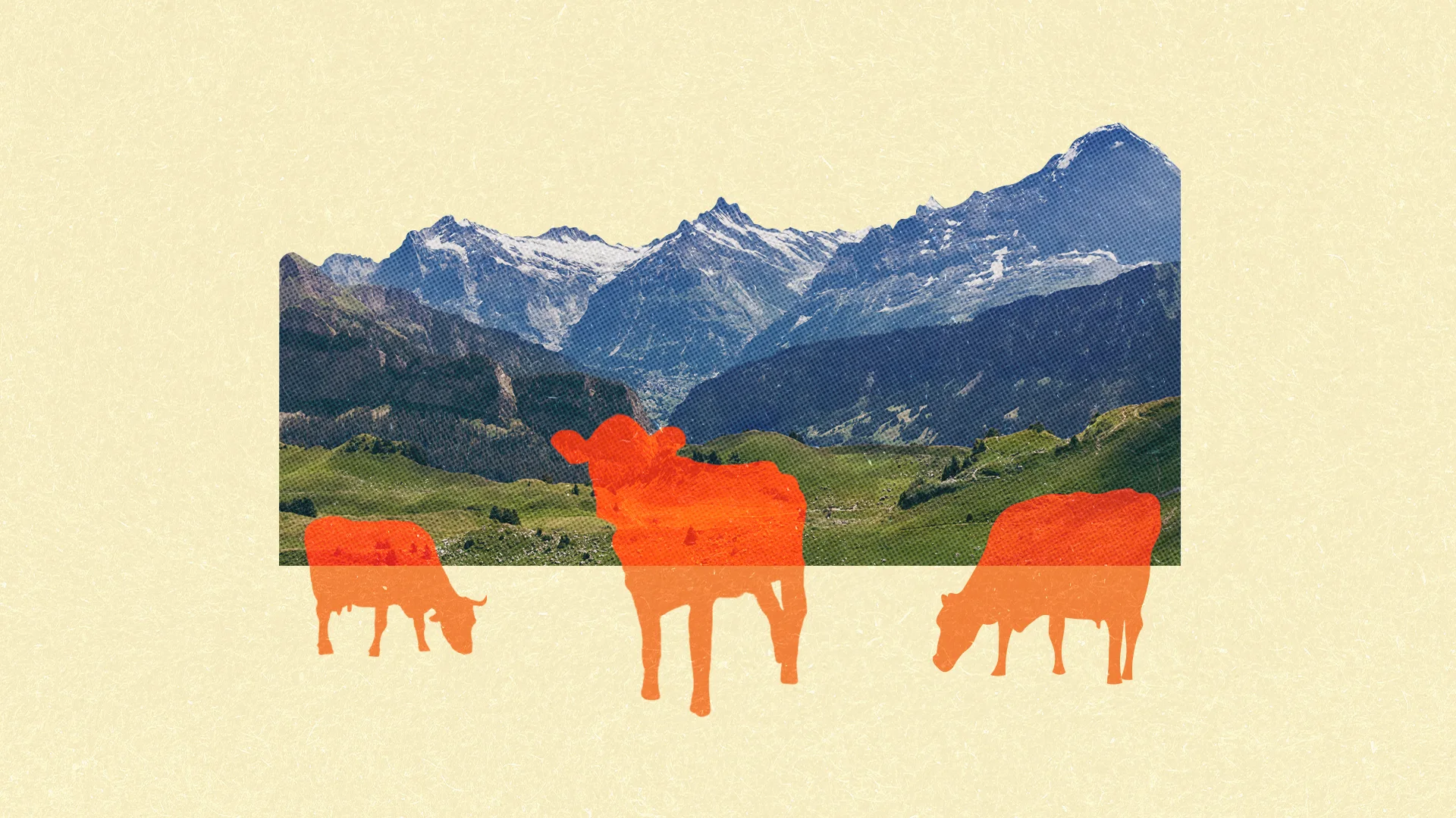 Wie aus Alpkräutern Alpkäse wird