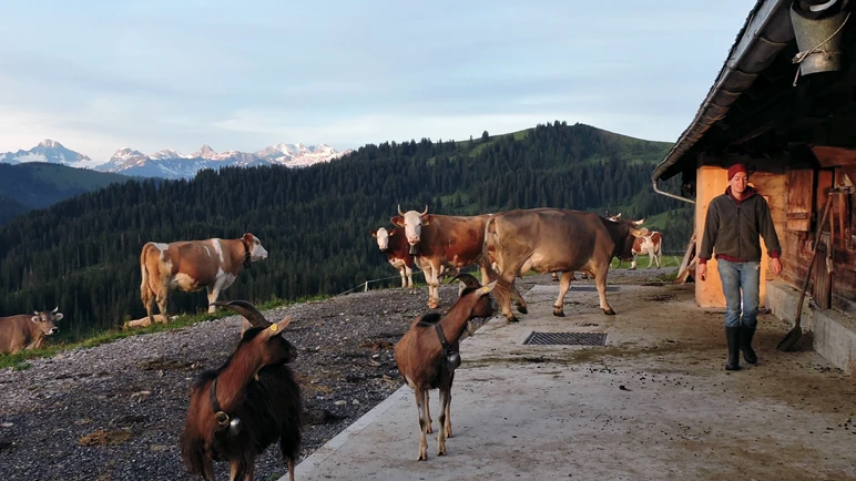 Wie aus Alpkräutern Alpkäse wird