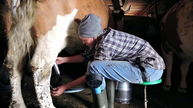 Wie aus Alpkräutern Alpkäse wird