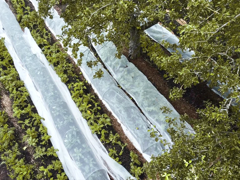 Vegetables growing in no-dig beds at Worthy Earth's first ever site in Martyr Worthy, Hampshire. (Photo Worthy Earth)
