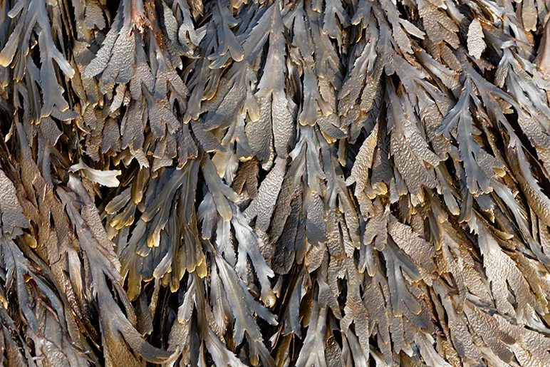 Wrack