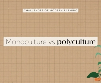 YT_Thumb_MonoPolyCulture.webp